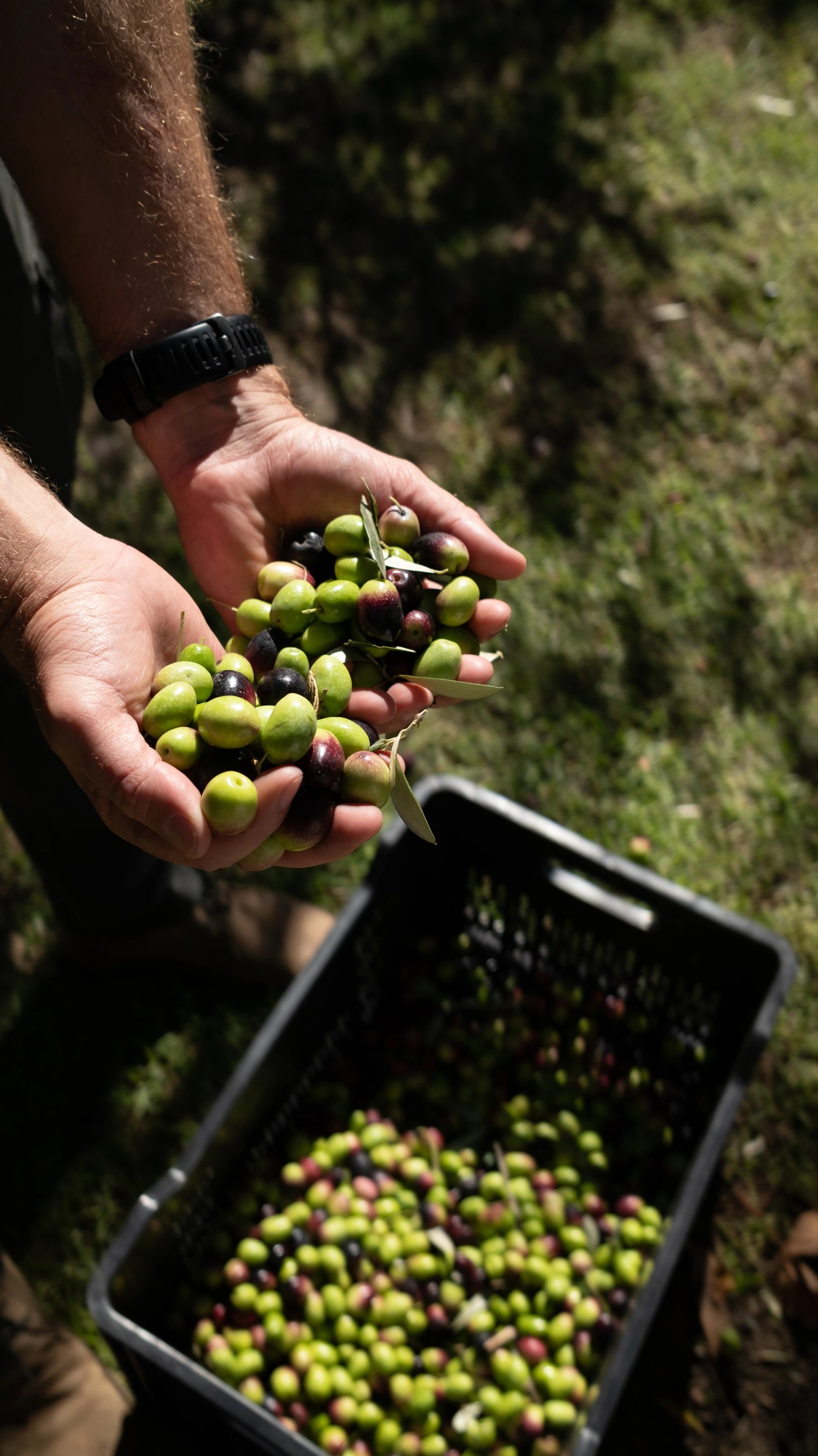 Freshly harvested olives held above an Oakvale harvest crate