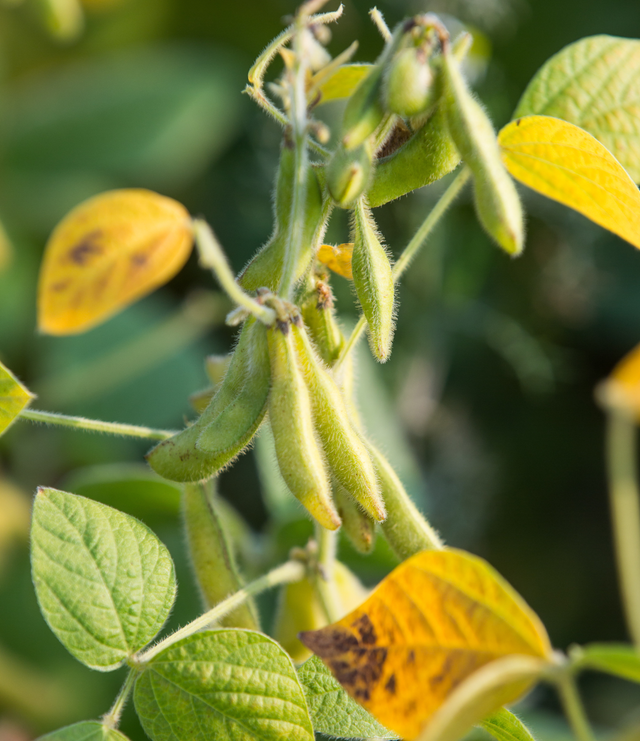 Green soybean pods grow among yellowing leaves on the plant, showing the transition from growing to harvest season.