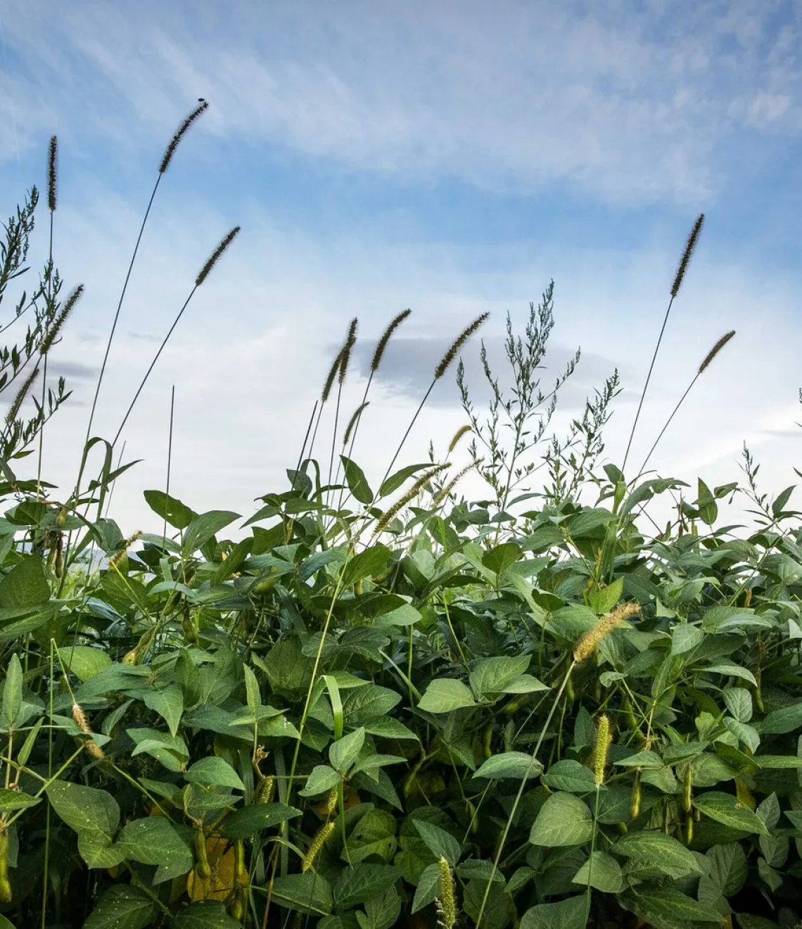 Tall grass seed heads rise above a dense field of green soybean plants against a cloudy blue sky.