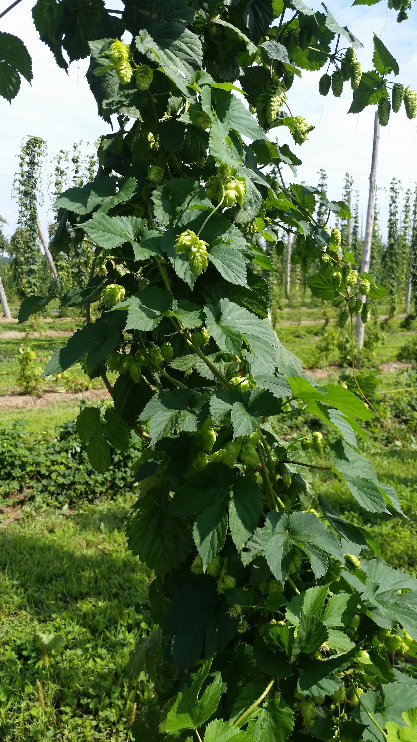 A hop bine climbing its string