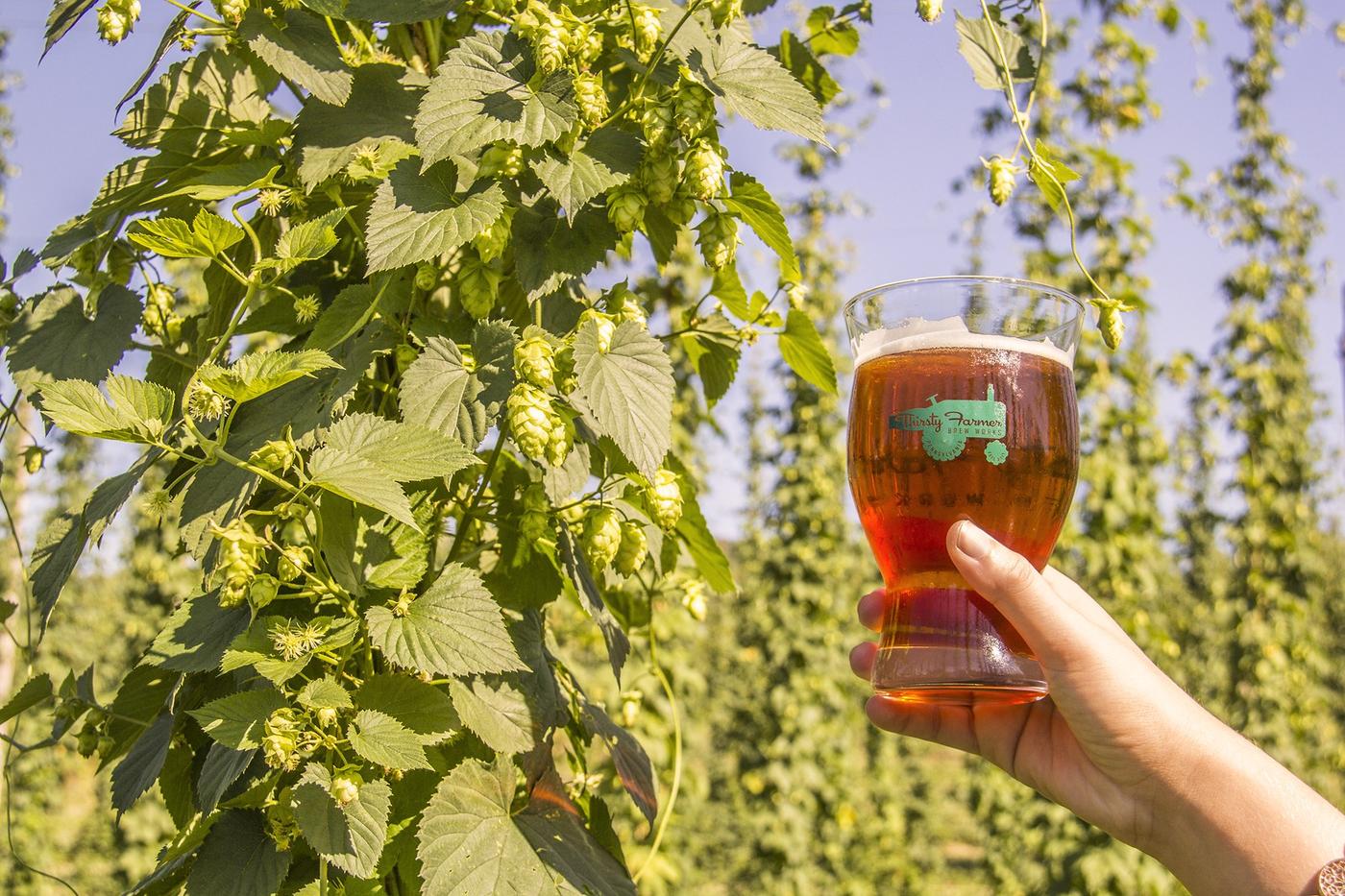 A Thirsty Farmer beer held up in the hop yard
