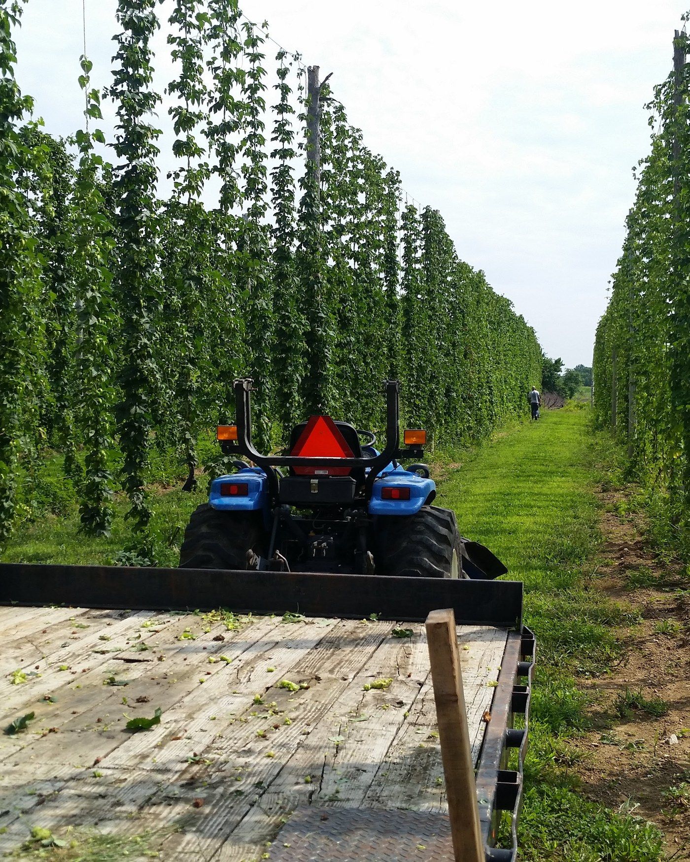 The hop yard seen from the back of a tractor wagon