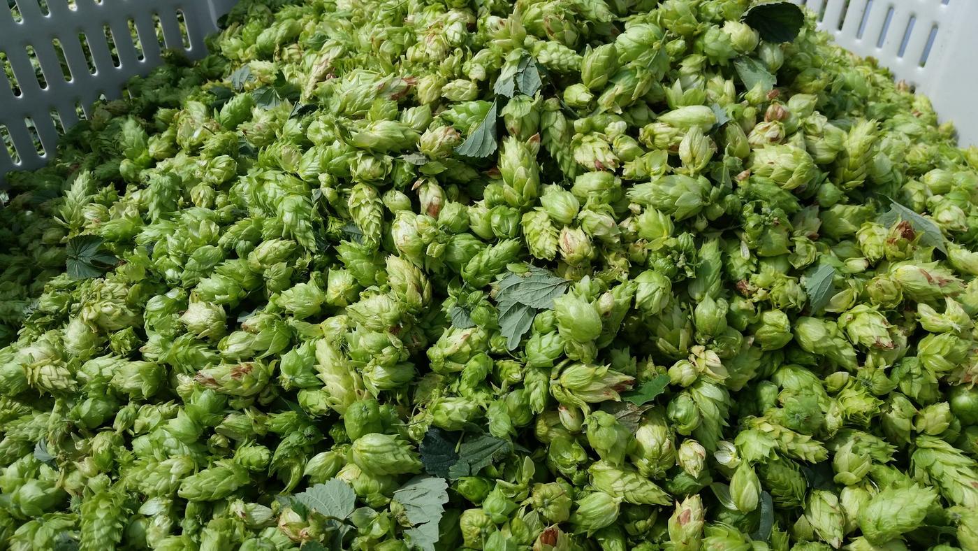 Freshly picked hops in a bin