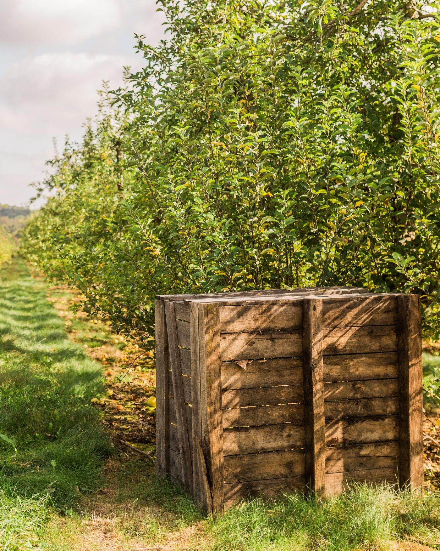 Orchard rows with a wooden picking bin