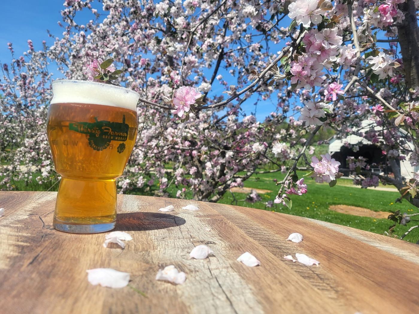 A beer on a table under apple blossoms