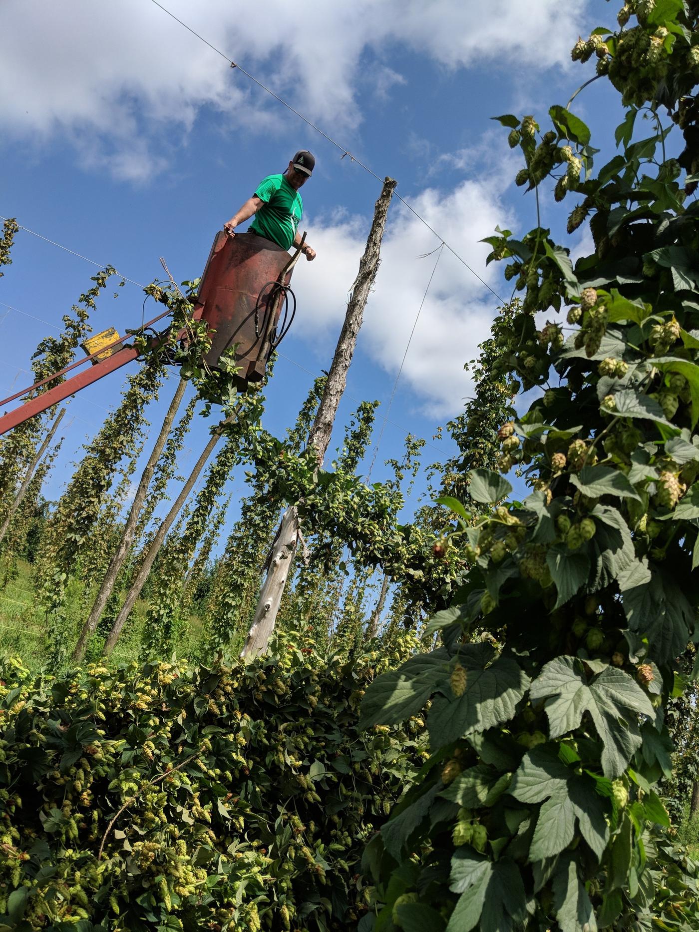 Harvesting hop bines from a lift
