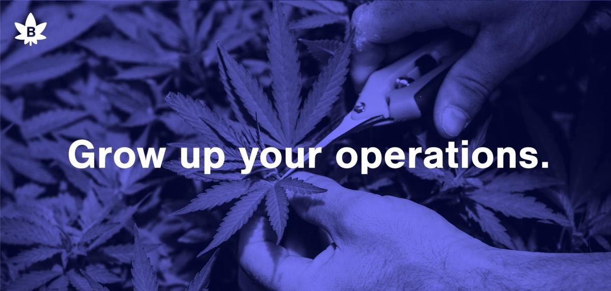 "Grow up your operations." ad over a close-up of a plant being trimmed