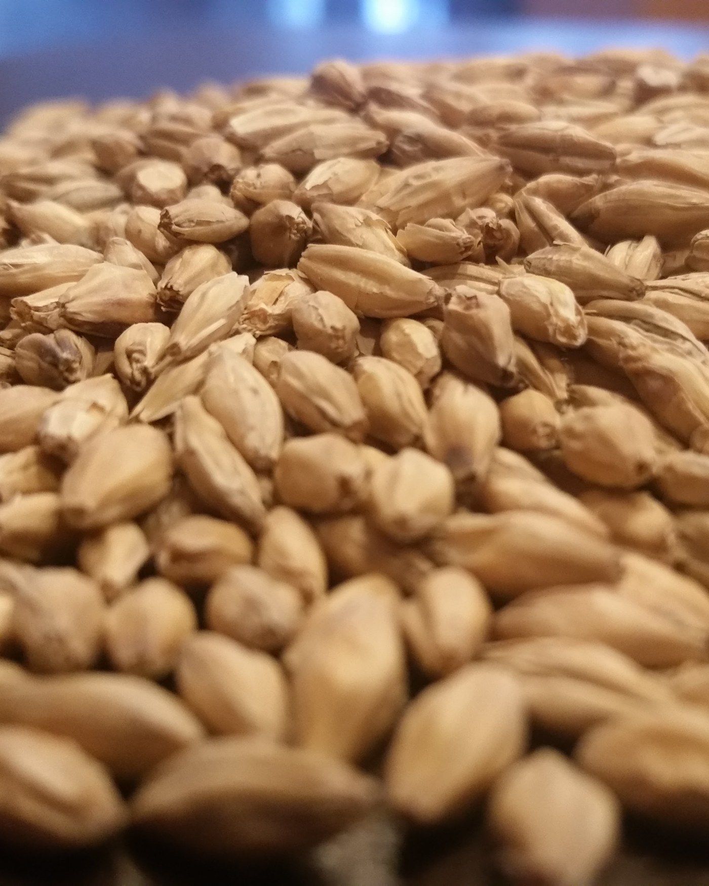 A pile of malted grain