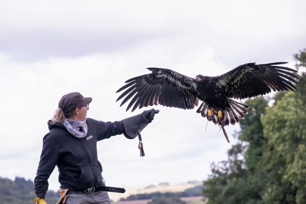 Adler