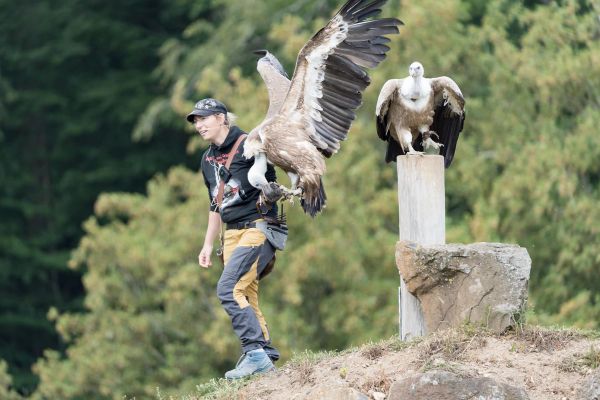 Adler