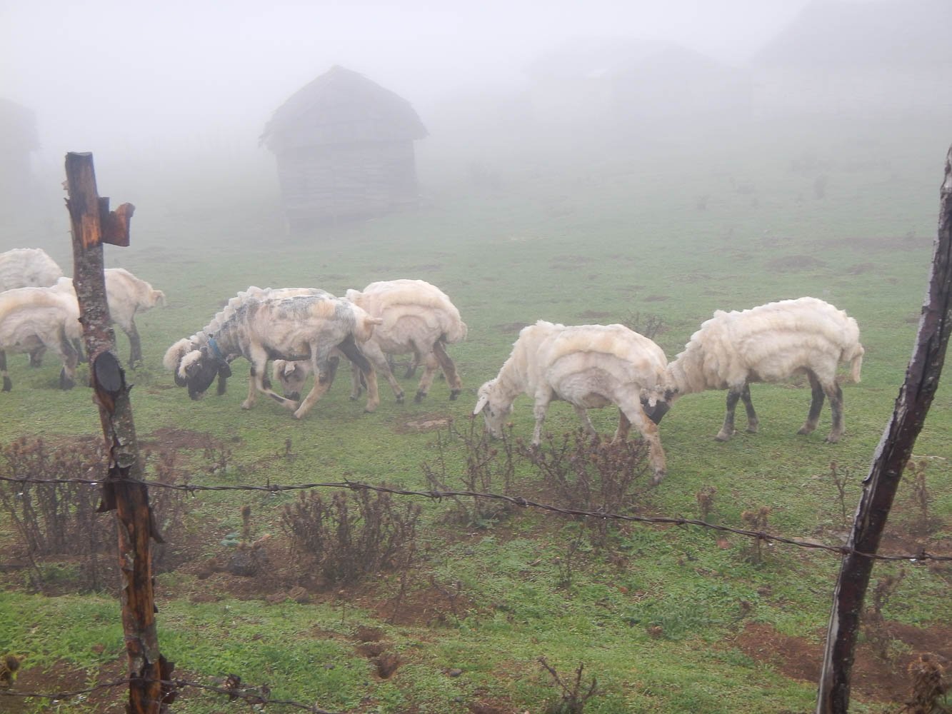 zombie sheep