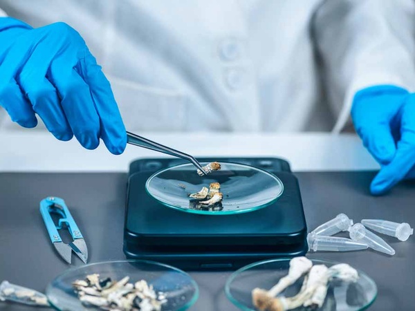 Psilocibina vs. depresión: ¿chocolate mágico o medicina seria?