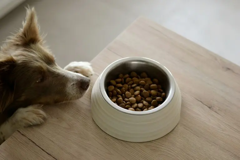 Alimento Anima