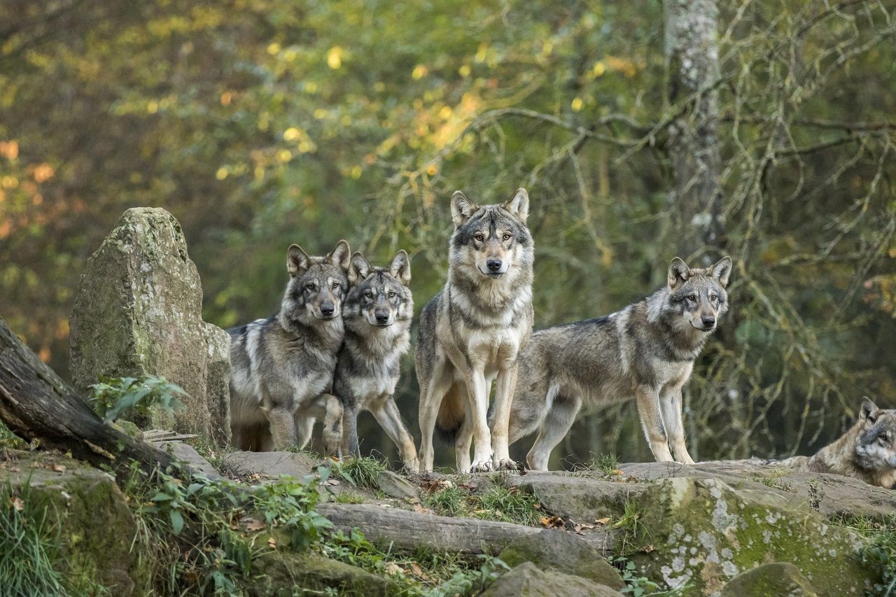 LE PARC ANIMALIER DE SAINTE CROIX à RHODES à 40min