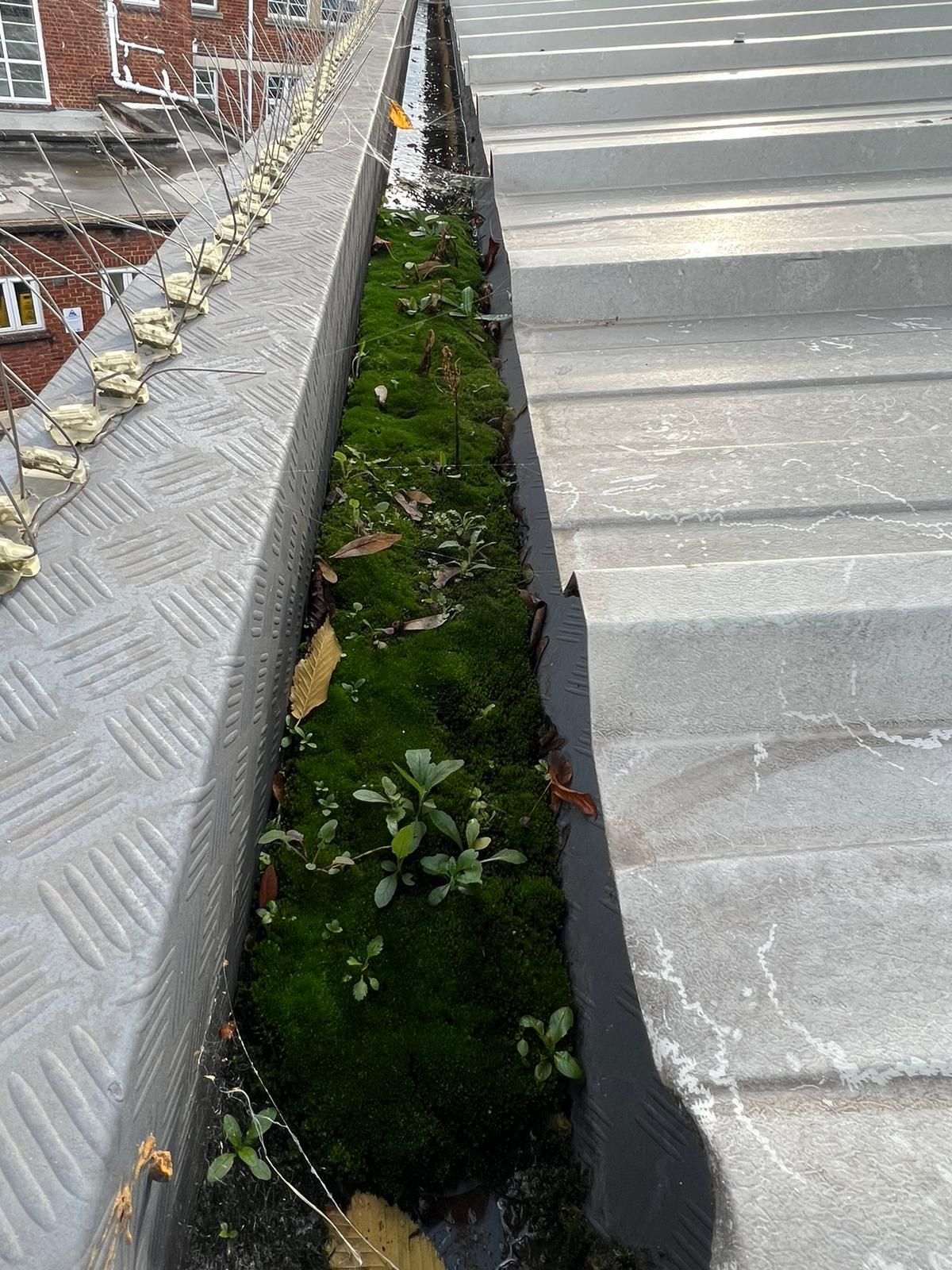 Commercial diamond-plate gutter clogged with moss and weeds before cleaning