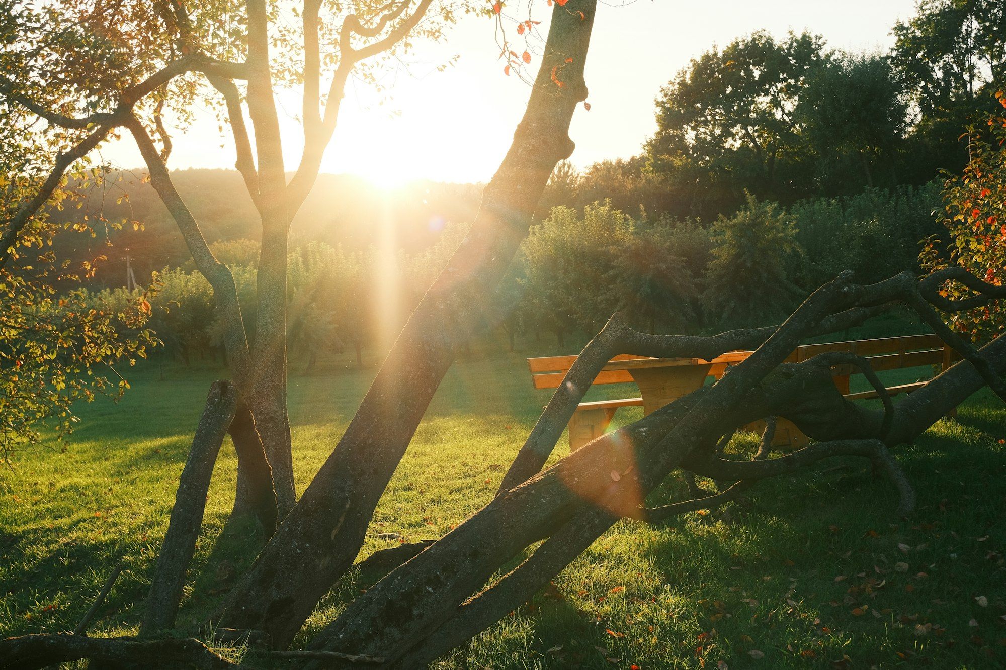 Bug Repellents That Actually Hold Up Through Late Summer