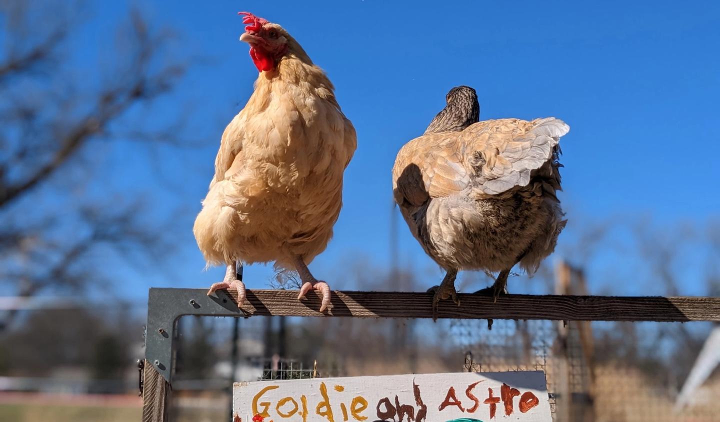 chickens on the gate