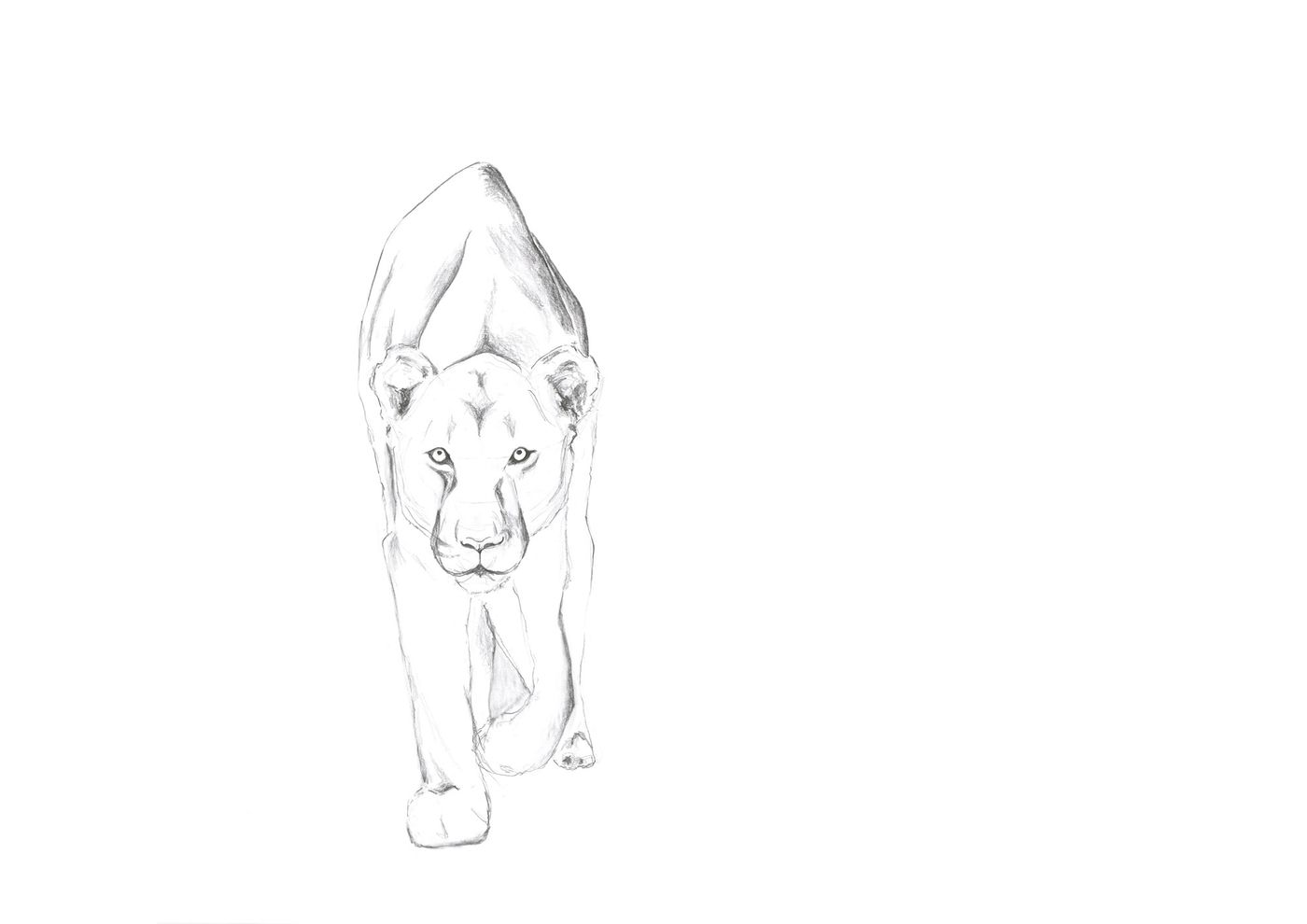 lioness