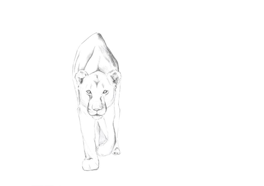 lioness