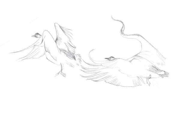 geese