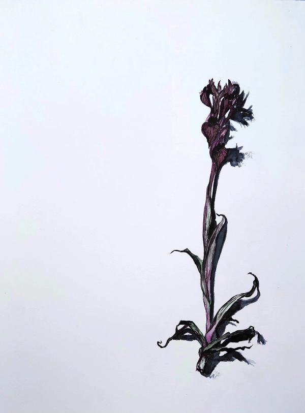the Heart-Flowered Tongue Orchid