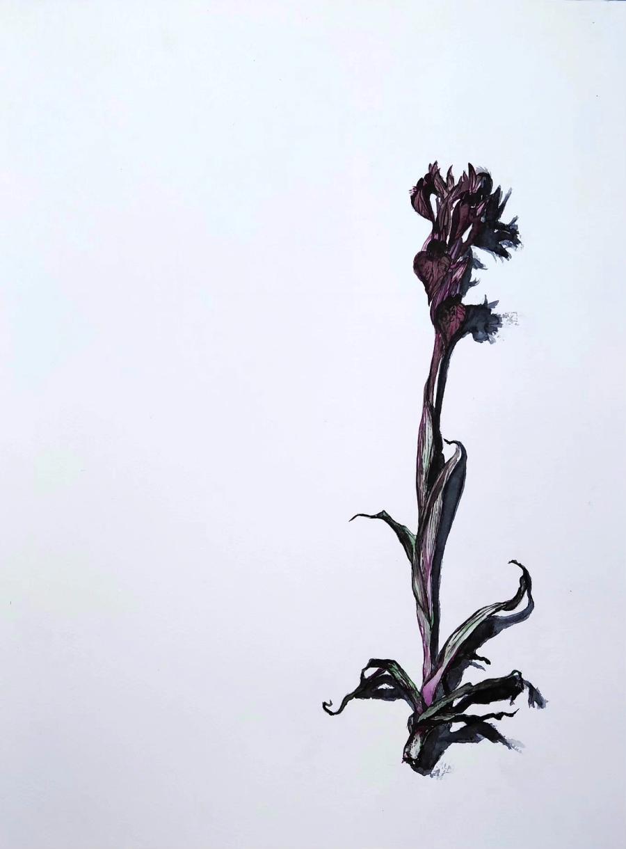 the Heart-Flowered Tongue Orchid