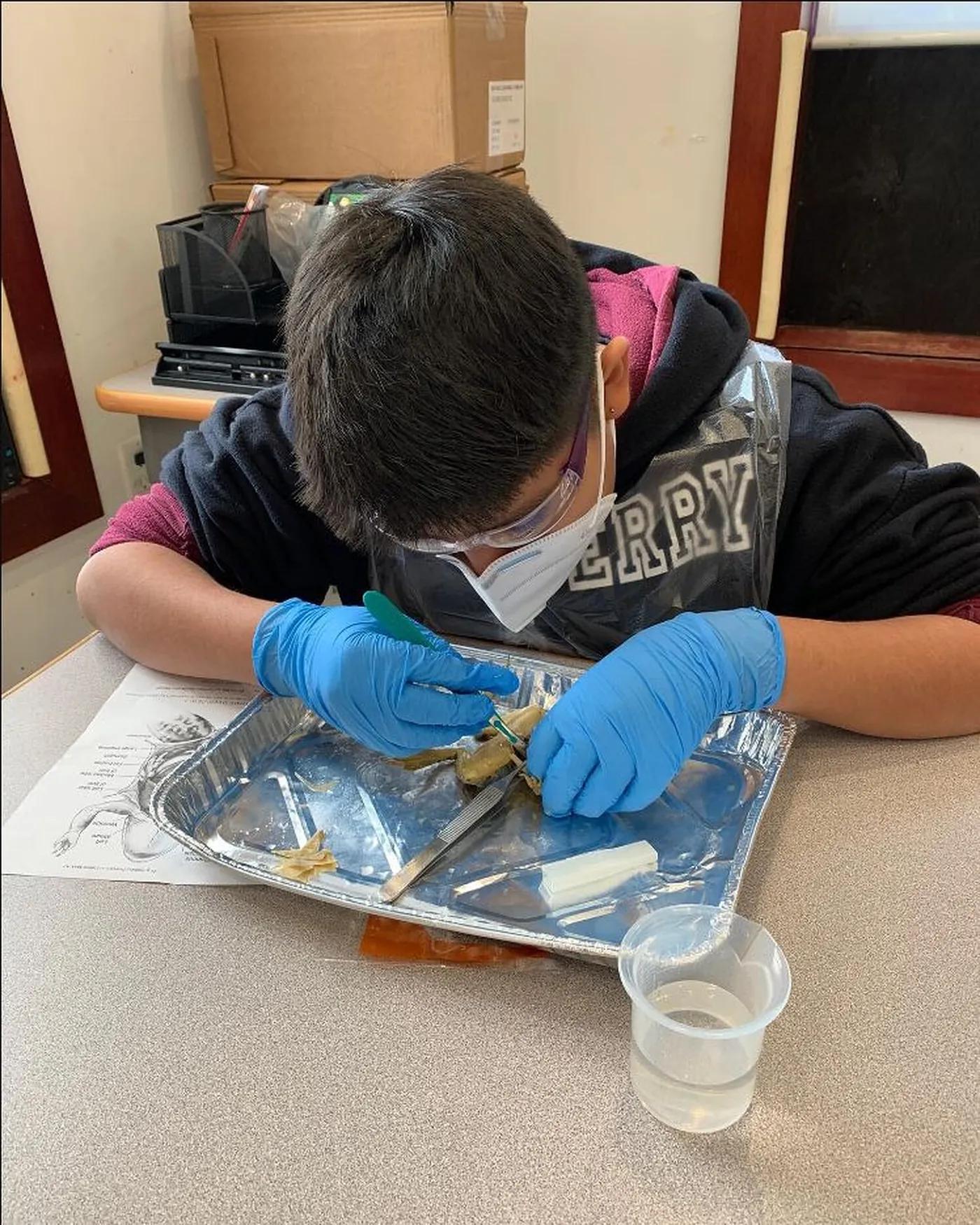 A student in gloves working through a dissection tray in the STEM Lab