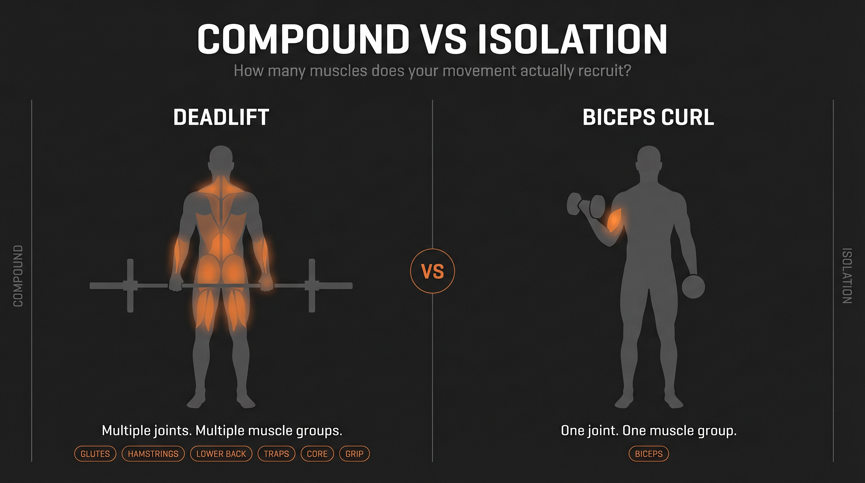 Side-by-side anatomy diagram: deadlift activating full-body muscle chains vs biceps curl activating one muscle group