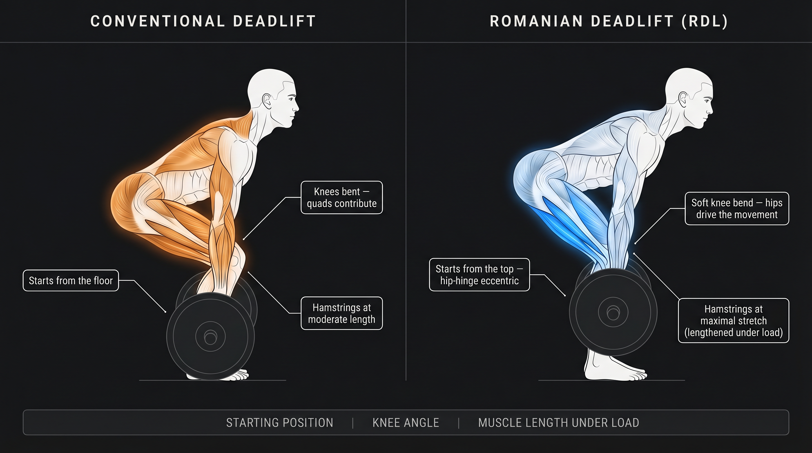 Side-by-side biomechanics diagram comparing conventional deadlift and RDL bottom positions, with annotated callouts for knee bend, bar path, and hamstring length