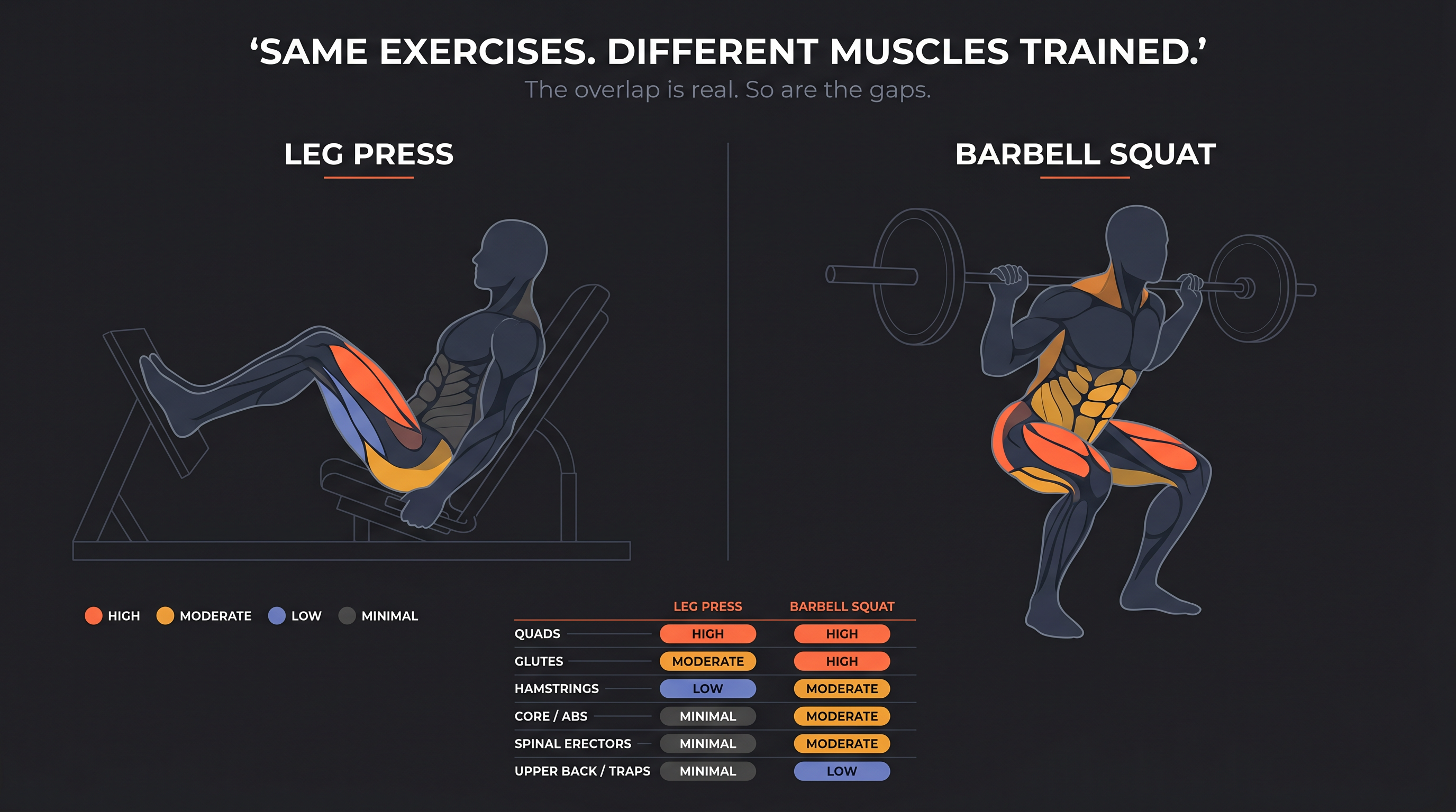 Side-by-side muscle activation comparison infographic: leg press vs barbell squat showing quads, glutes, hamstrings, and core engagement levels
