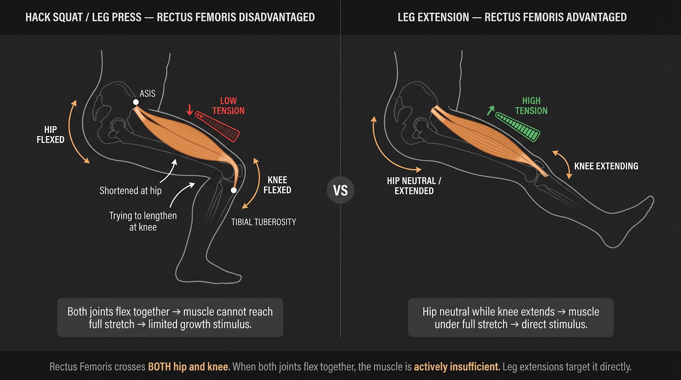 Biomechanics diagram showing rectus femoris active insufficiency during hack squat and leg press vs full stretch in leg extension