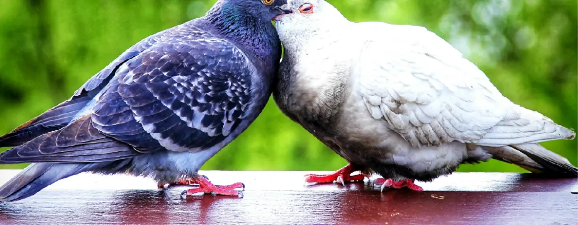 Los mensajeros BIOQUÍMICOS del amor y la amistad