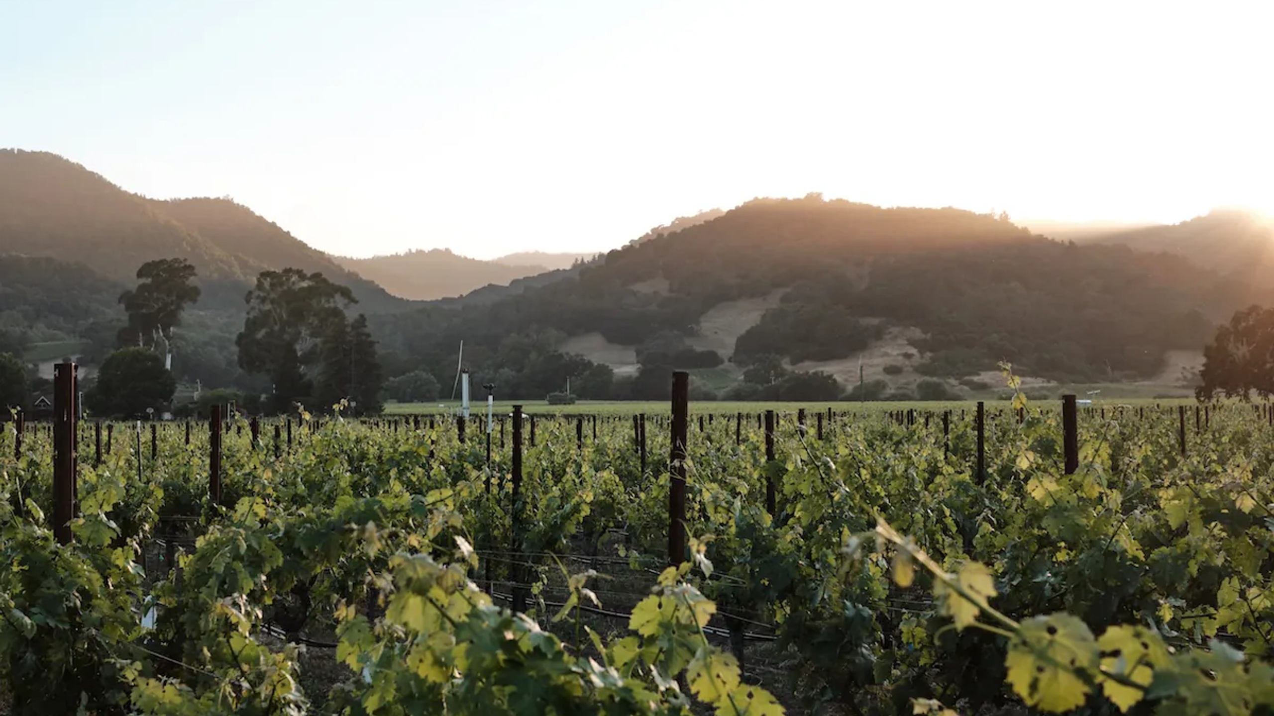 Vineyard