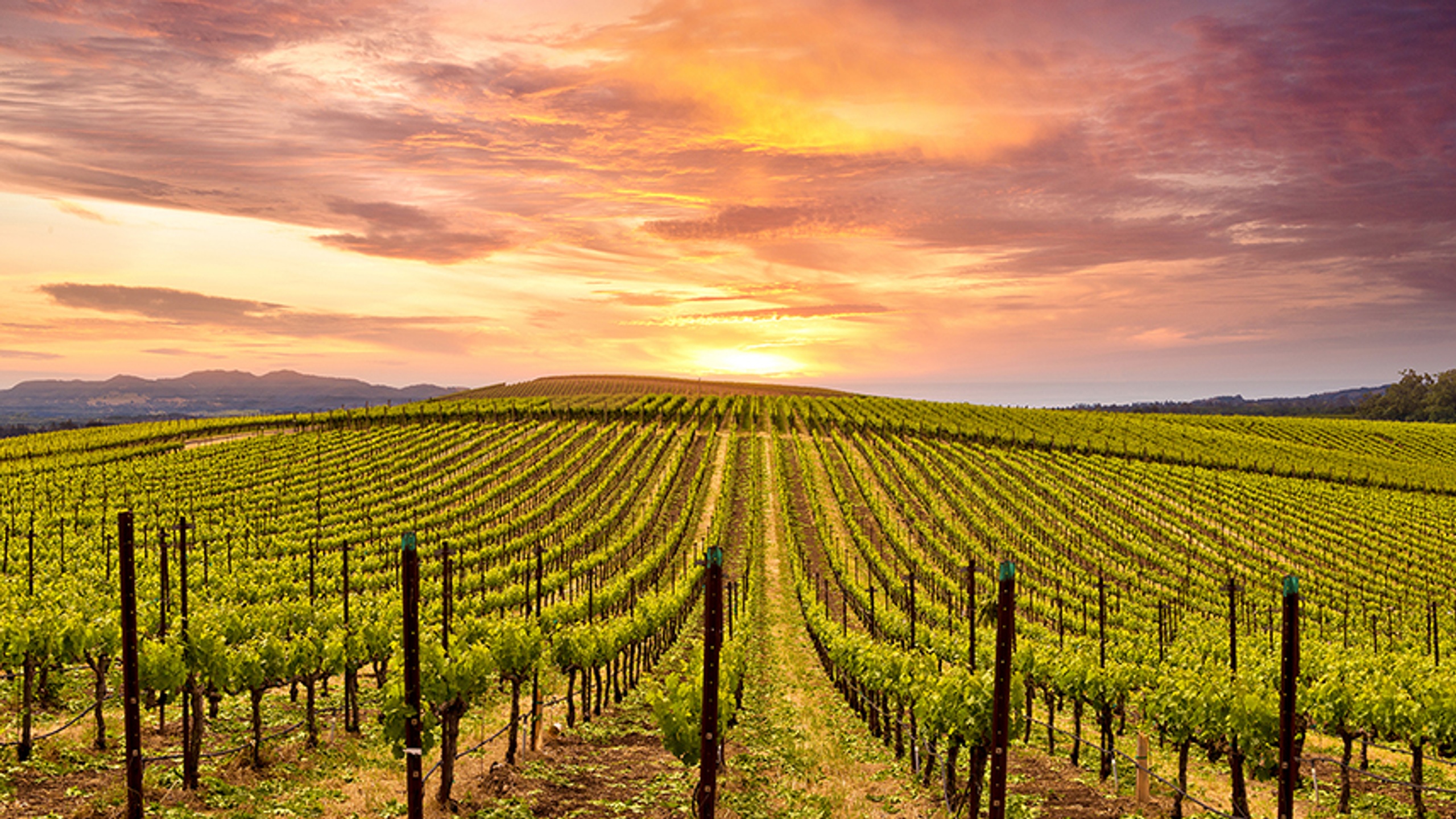 Napa Private Home1