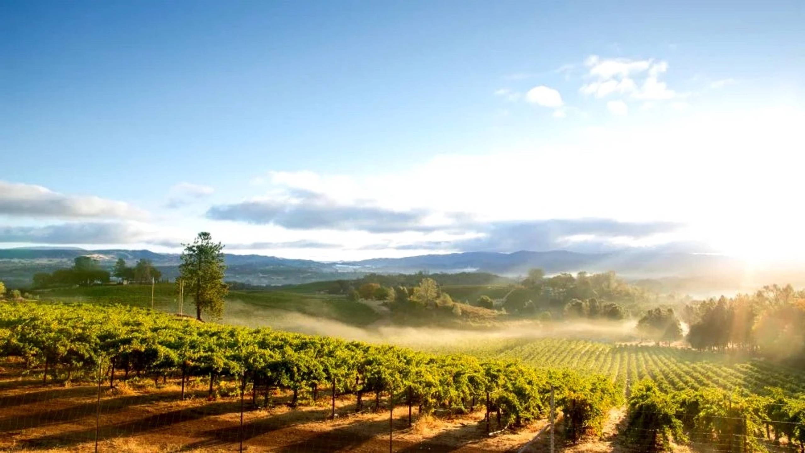 Blue Ridge Vineyards 1