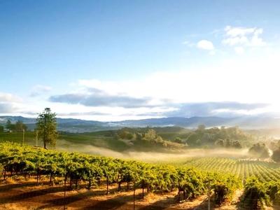 Blue Ridge Vineyards 1