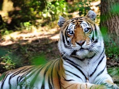 Tiger5