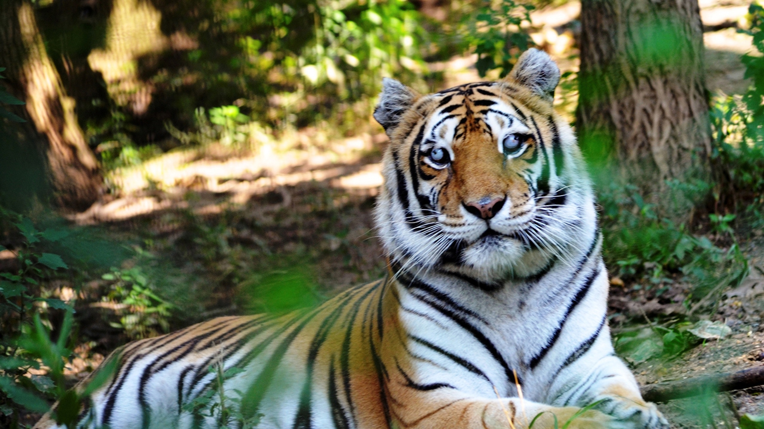 Tiger5