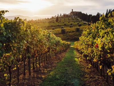 Tuscany Vineyard