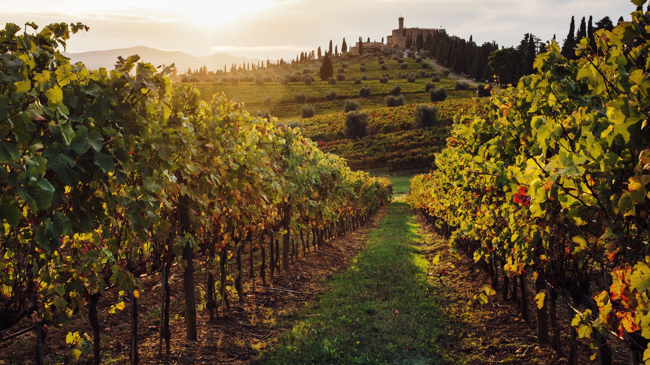Tuscany Vineyard