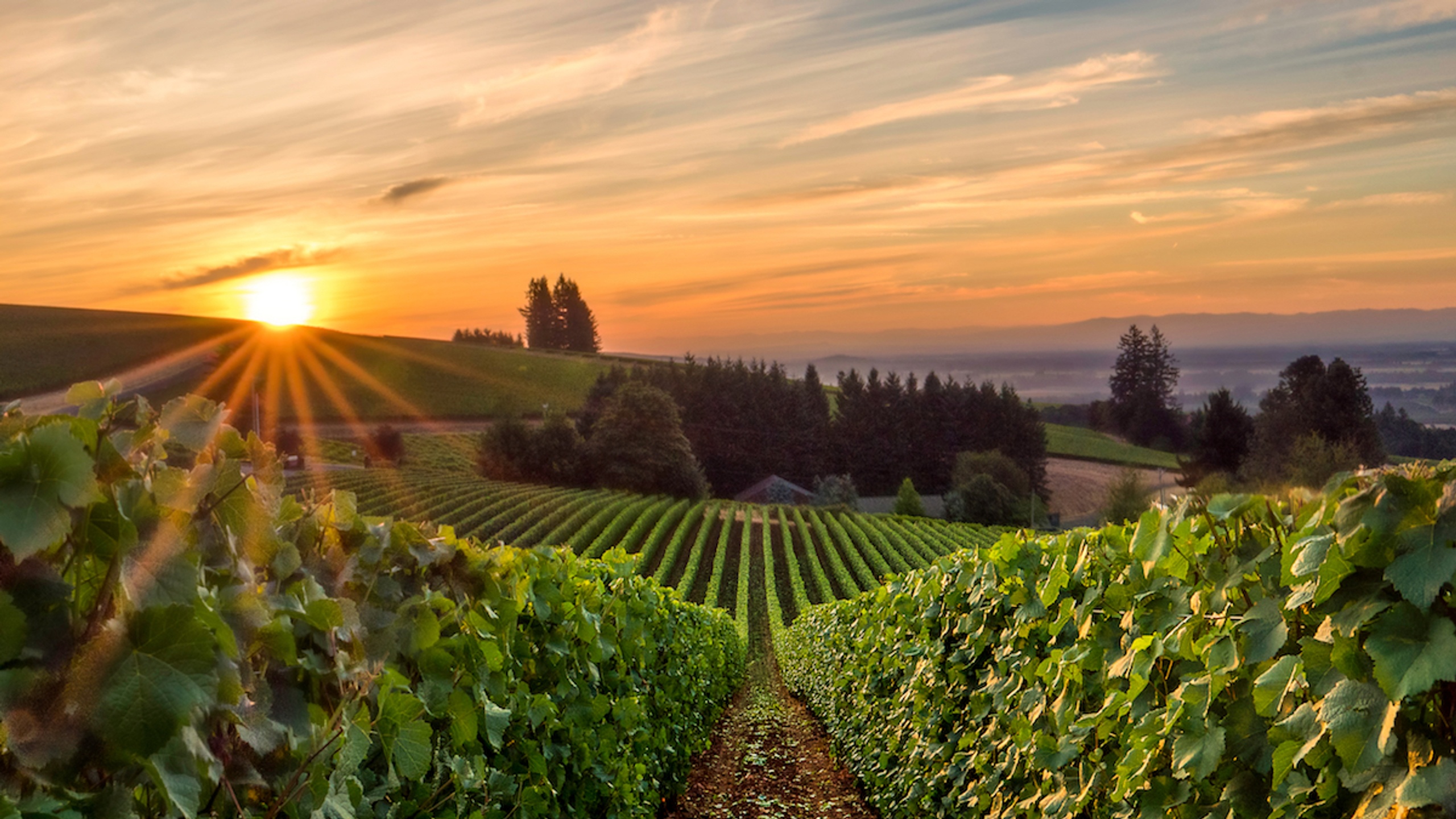 PIC Willamette Valley