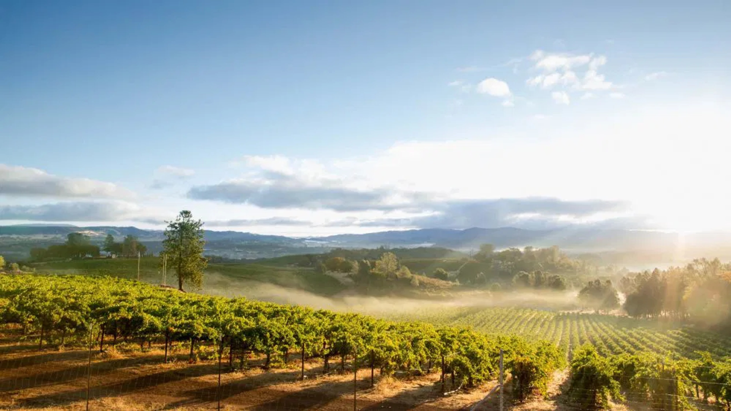 Blue Ridge Vineyards 1