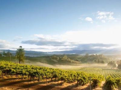 Blue Ridge Vineyards 1