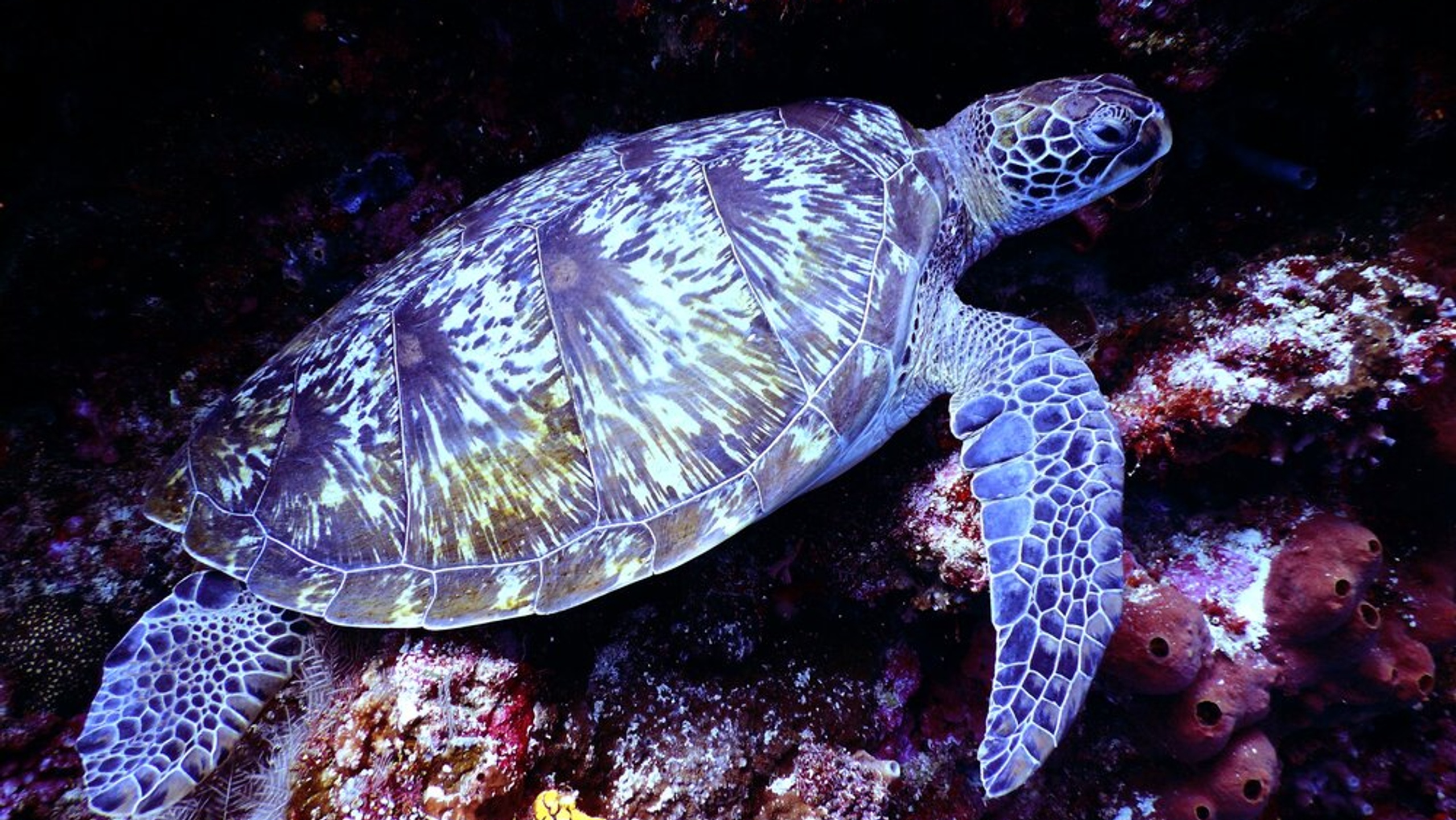 Underwater Photography Of Brown Sea Turtle 668867
