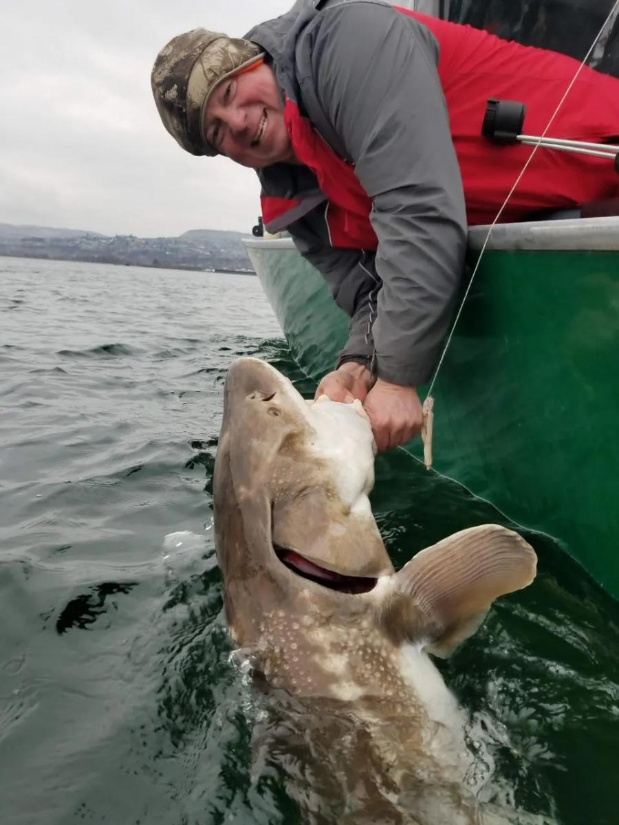 Angler releasing a sturgeon back into the river