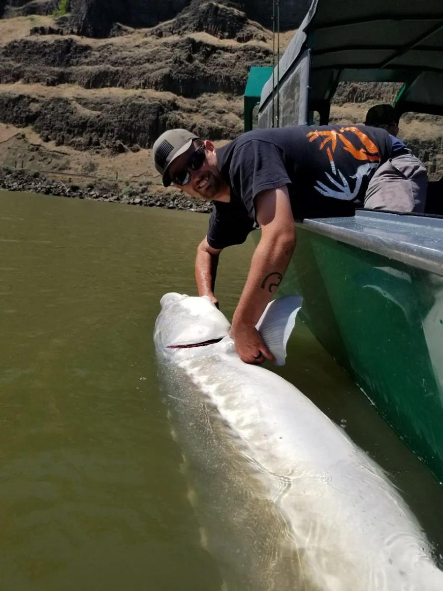 Angler releasing a sturgeon