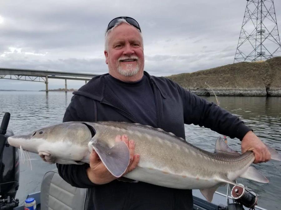 Angler holding a keeper sturgeon on the Columbia River
