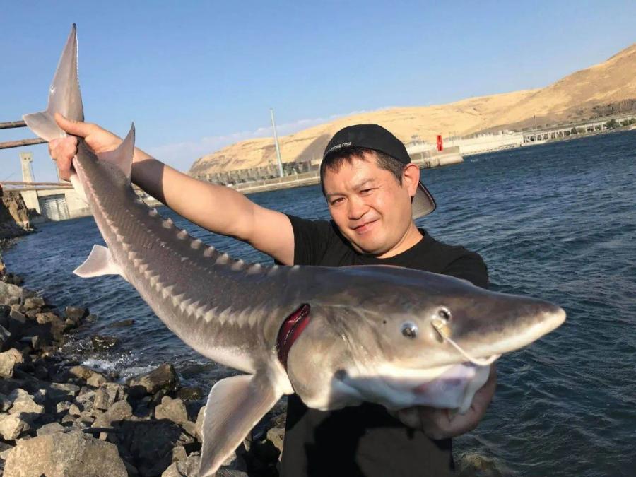 Angler holding a trophy sturgeon