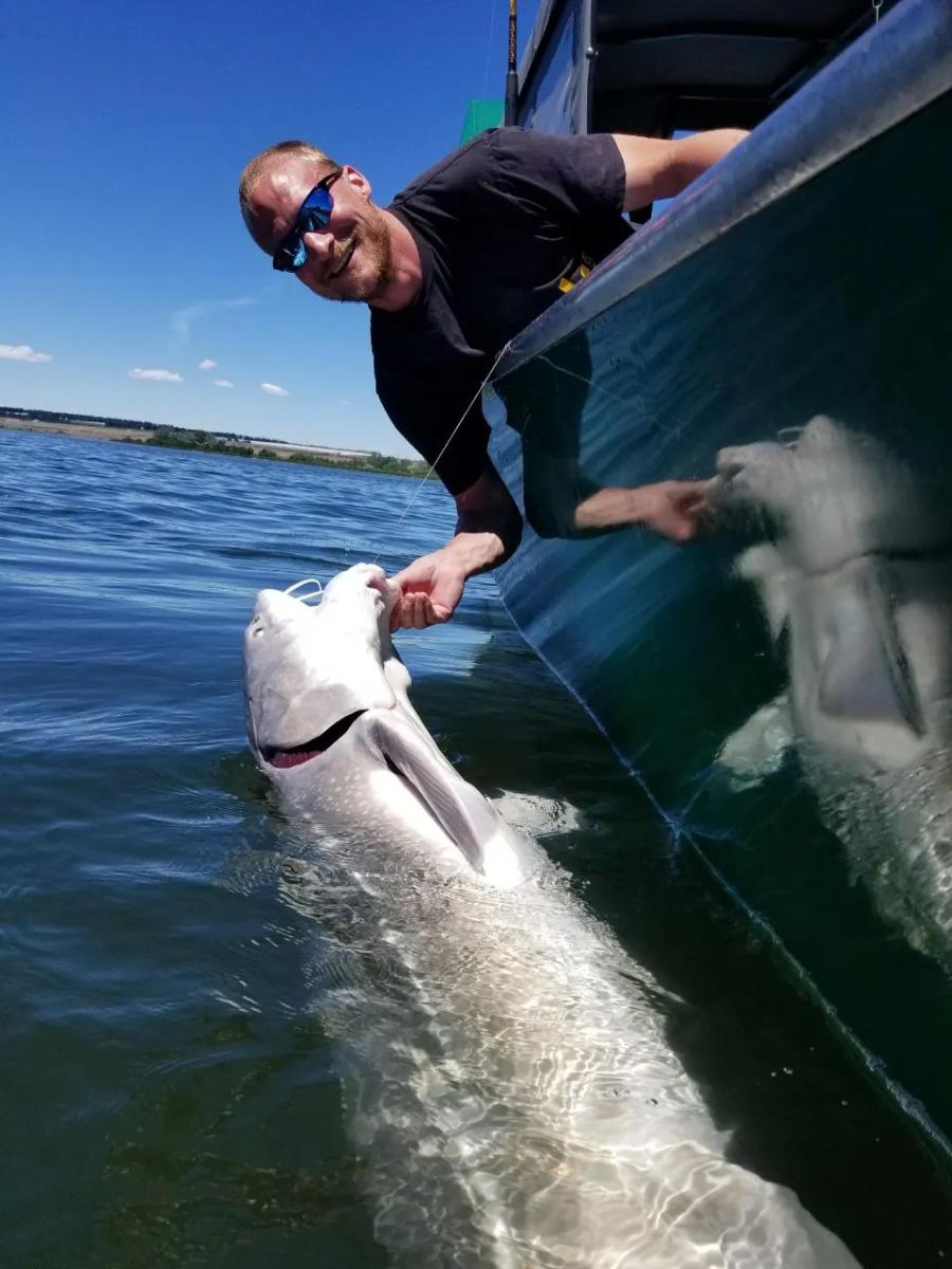 Angler releasing a sturgeon