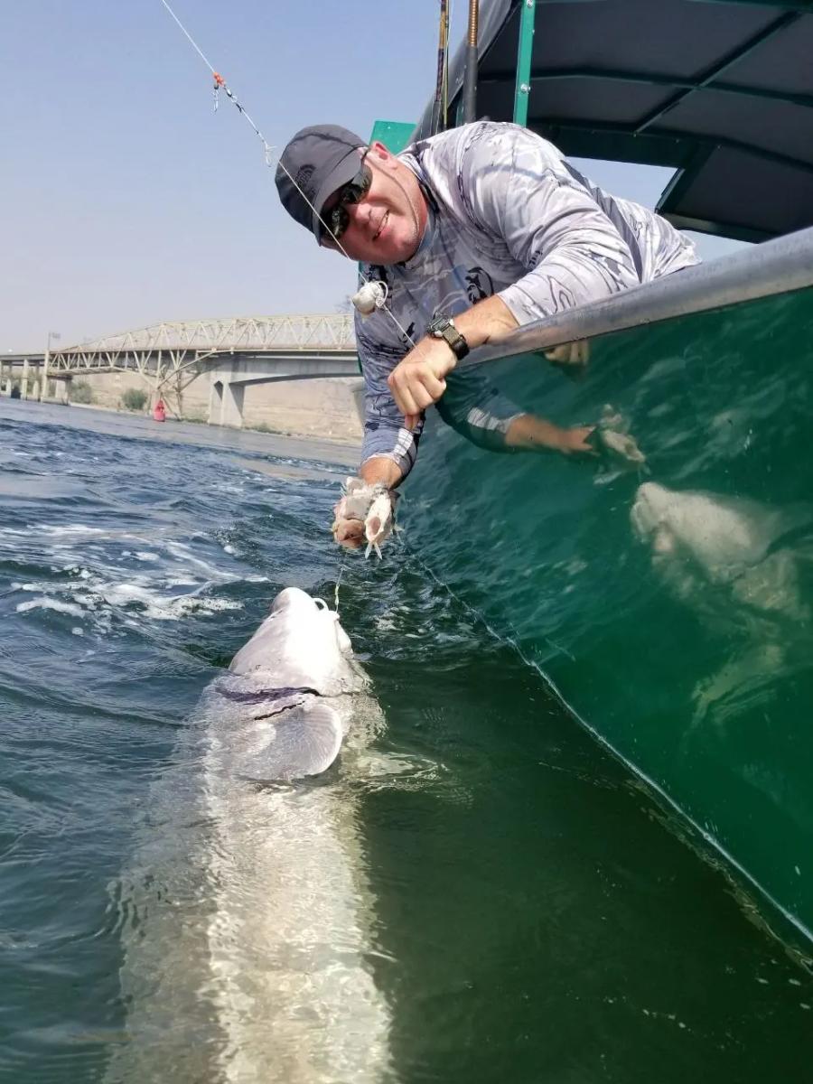 Angler releasing a sturgeon
